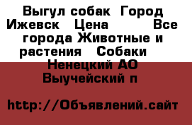 Выгул собак. Город Ижевск › Цена ­ 150 - Все города Животные и растения » Собаки   . Ненецкий АО,Выучейский п.